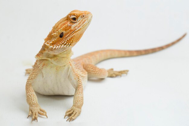 Bartagame Pogona vitticeps isoliert auf weißem Hintergrund