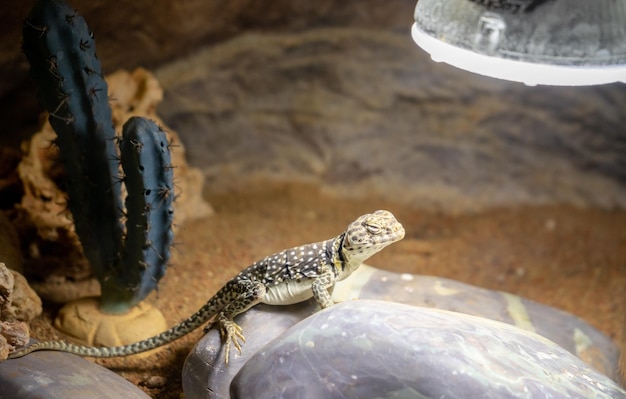 Bartagamen sonnen sich unter der Lampe in einem Terrarium