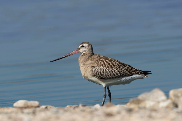 Bartailed Godwit Limosa lapponica Málaga España