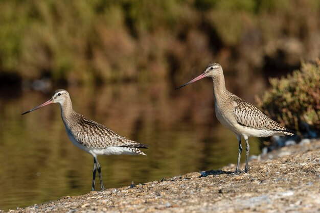 Bartailed Godwit Limosa lapponica Málaga Espanha