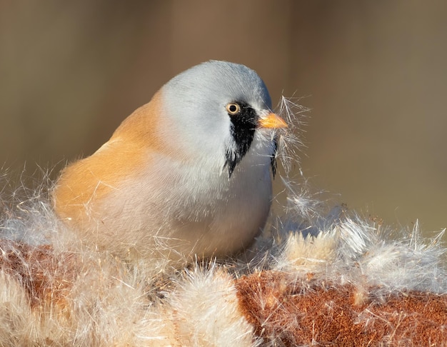 Bartmeise Panurus biarmicus Das Männchen peppt den Rohrkolben auf