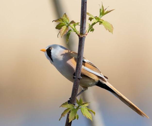 Bartmeise Panurus biarmicus Das Männchen sitzt auf einem Ast