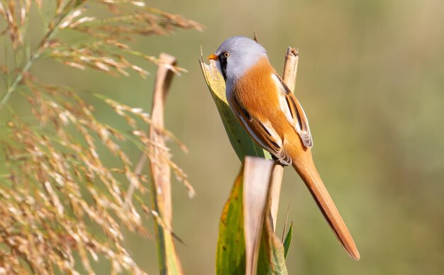 Bartmeise panurus biarmicus Ein männlicher Vogel klettert am frühen Morgen auf Schilf am Flussufer auf der Suche nach Nahrung