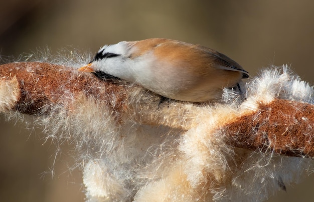 Bartmeise Panurus biarmicus Ein Vogel streift seinen Schnabel gegen einen Rohrkolben