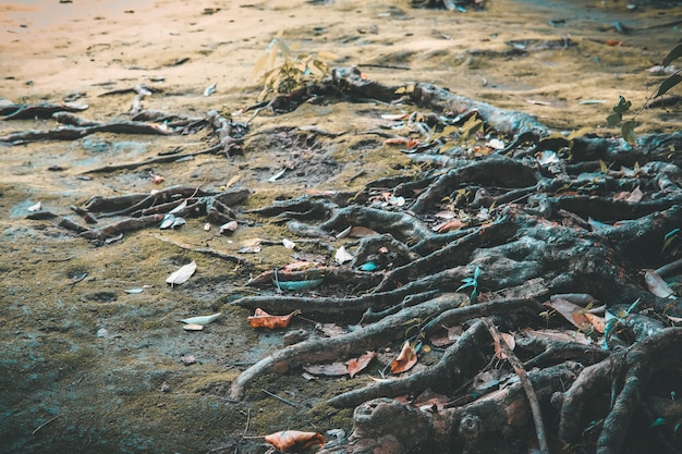 Base da raiz da grande árvore em verde musgo