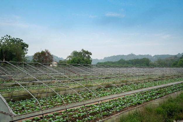 Base rural de plantio de vegetais na china