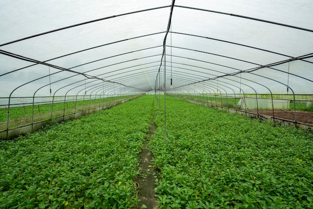 Base rural de plantio de vegetais na China