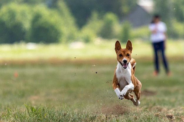 Basenji corriendo a toda velocidad en el deporte de carreras de señuelos