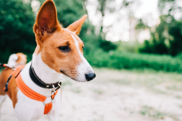 Basenji-Hündchen, das beim Gehen auf einem Weg im Park steht.