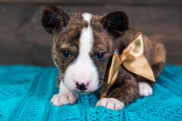 Basenji Hündchen mit großem goldenen Bogen