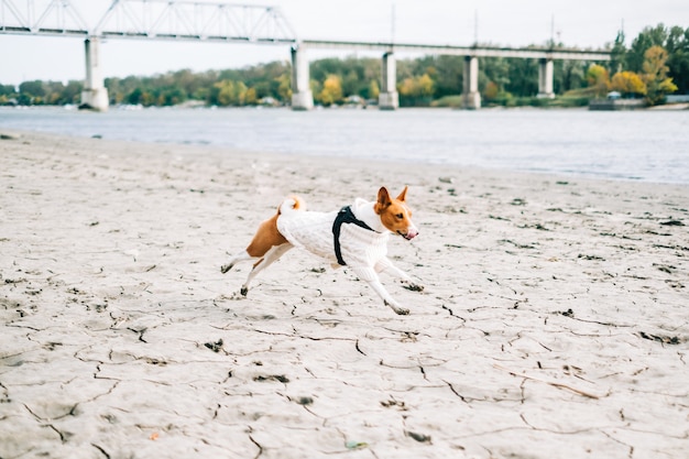 Foto basenji-hund läuft im herbst an einem flussufer mit weißem pullover.