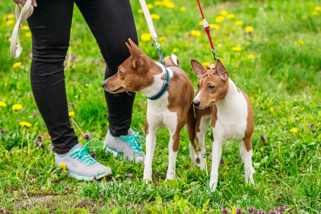 Basenji-Hunde auf dem grünen Gras im Feld