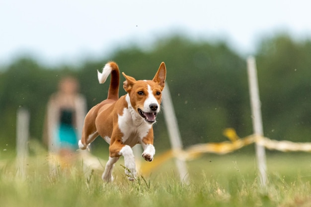 Basenji se levantó del suelo durante la carrera de perros