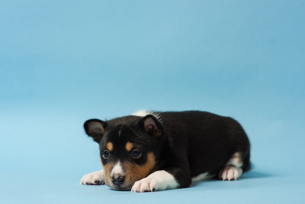 Basenji tricolor cachorro yacía en el piso