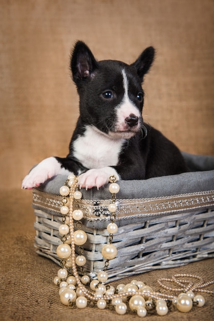 Basenji-Welpe, der in einem hölzernen Korb sitzt