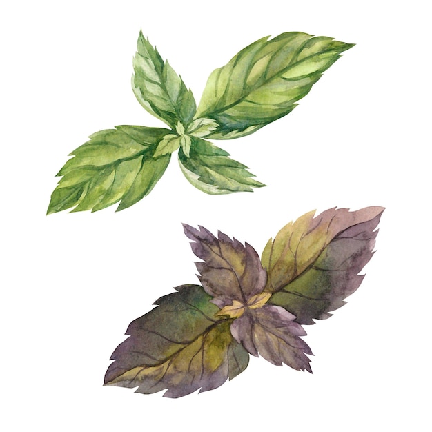 Basil Aquarell Isolate Illustration für Clipart Entworfen für Menüs, kulinarische Blogs, Verpackungen, Textilien, Webdesign, Aufkleber, Einladungen