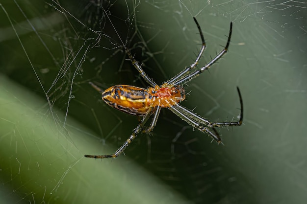 Basilica Orbweaver-Spinne