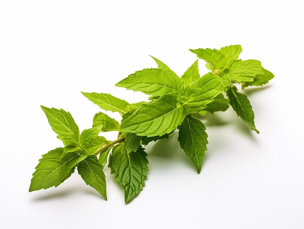 Foto basílica sagrada o planta de tulsi sobre un fondo blanco