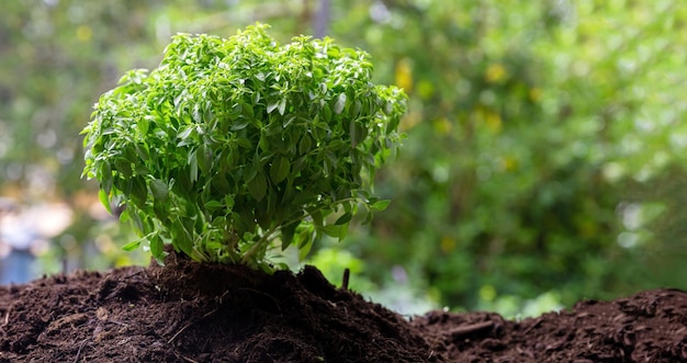 Basilikum kulinarisches Kraut aromatische Pflanze Großes oder süßes Basilikum im Boden aus der Nähe