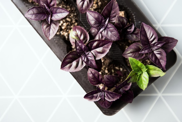 Basilikum pflanzt frische Zutaten in Ihre Küche