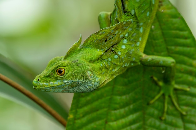 Basilisco Verde Basiliscus Plumifrons Costa Rica