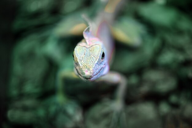 Basilisco verde o lagarto Jesucristo en el terrario del zoológico