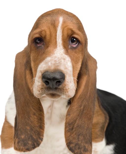 Basset Hound (3 meses) - cachorro de silencio