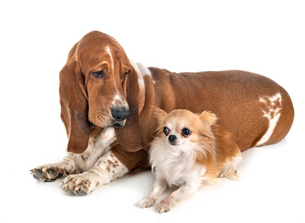 Basset Hound y Chihuahua