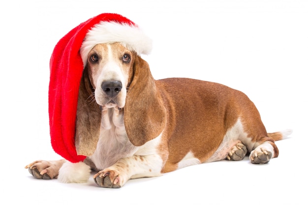 Basset hound com um chapéu de Papai Noel