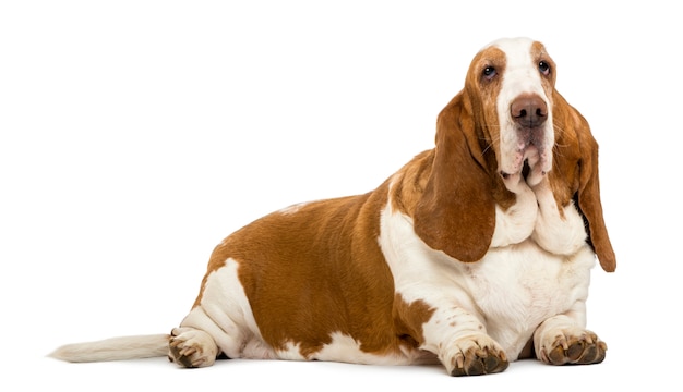 Basset Hound deitado isolado no branco