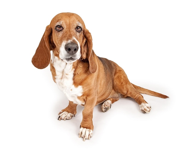 Basset Hound dog