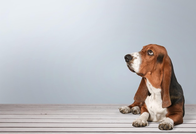 Basset Hound-Hund auf Holzboden