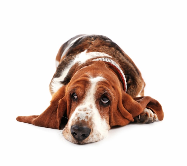 Basset Hound Hund auf weißem Hintergrund