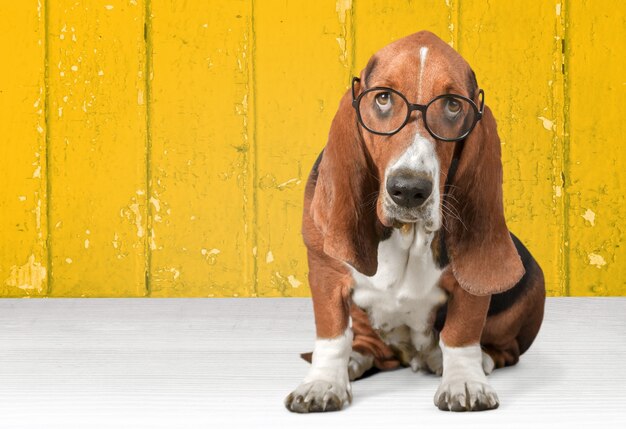 Basset Hound Hund in Gläsern im Hintergrund