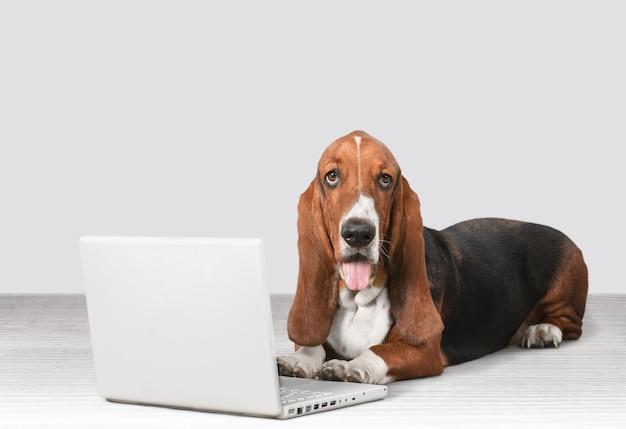 Basset Hound-Hund mit dem Laptop, der im Studio liegt