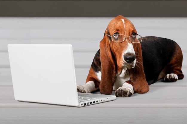 Basset Hound mit einem Laptop-Computer