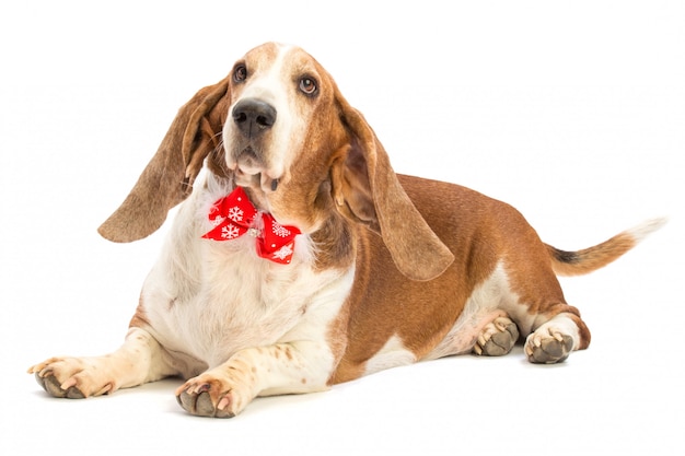 Basset Hound con pajarita