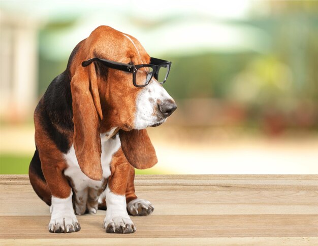 Basset Hound perro en gafas sobre fondo