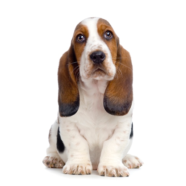 Basset Hound Puppy - Hush Puppies Hundeporträt isoliert