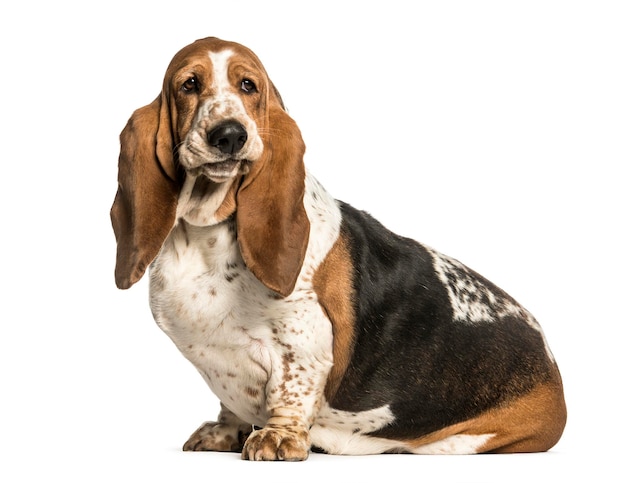 Basset Hound sitzt vor weißem Hintergrund