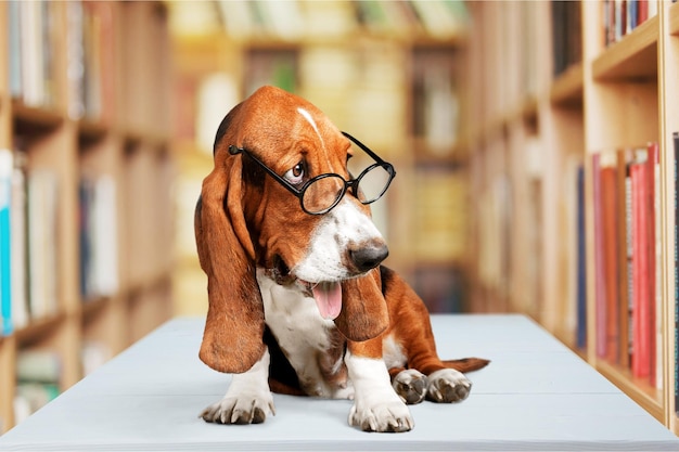 Basset Hound usando um laptop