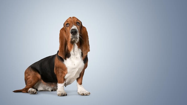 Basset Hound, zwei Jahre alt, sitzend, weißer Hintergrund.