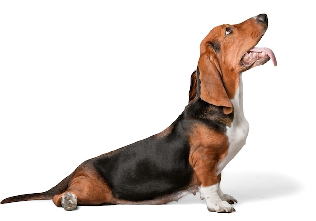 Basset Hound