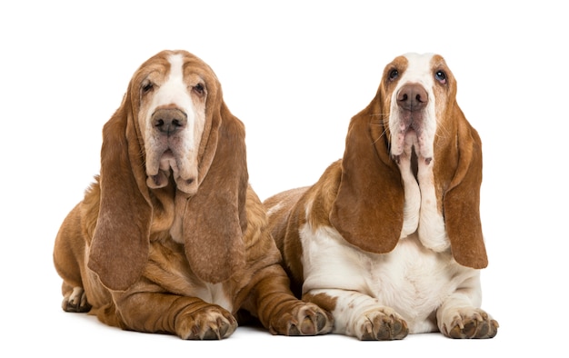 Basset Hounds acostado aislado en blanco