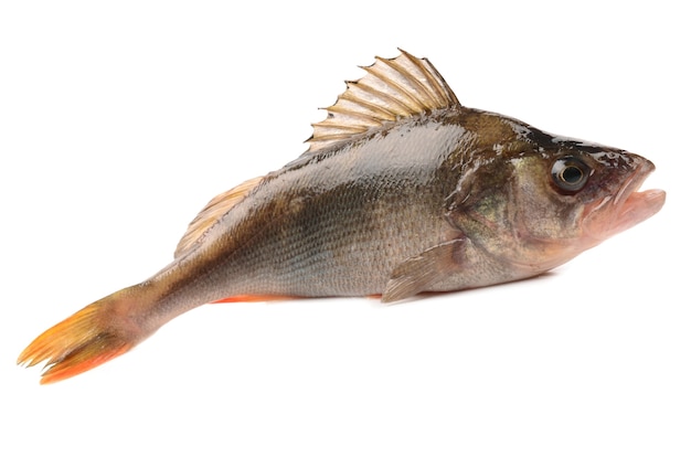 Bassfisch auf weißem Hintergrund