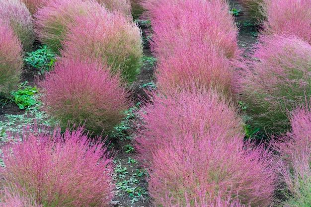 Bassia scoparia o Kochia colorido en otoño ubicado en Kawaguchiko, Yamanashi, Japón