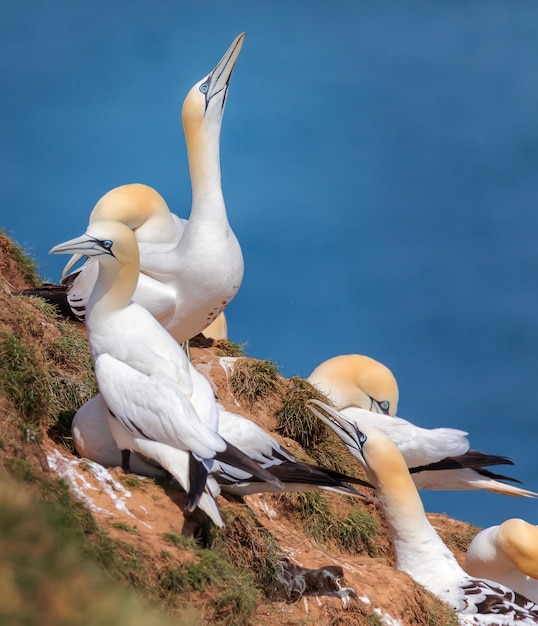 Basstölpel entspannen auf Bempton Cliffs Basstölpelkolonie in der Nordsee Großbritanniens