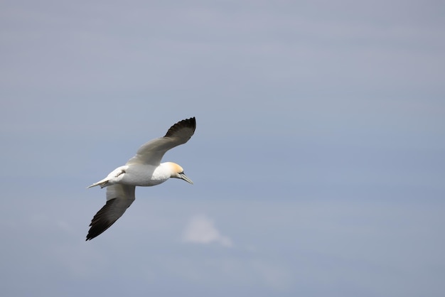 Basstölpel Morus Bassanus im Flug bei Bempton Cliffs in Yorkshire