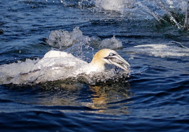 Basstölpel tauchen nach Fischen