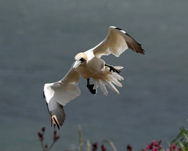 Basstölpel über den Klippen von Bempton Cliffs im Vereinigten Königreich